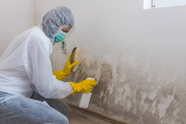 Best Biohazard Mold Removal  in Osprey, FL